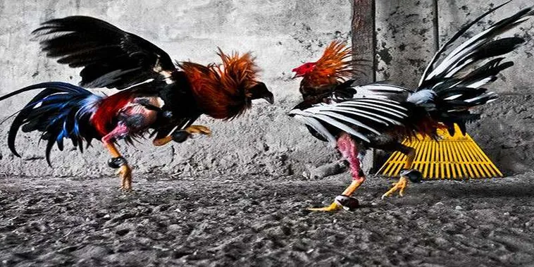 Nắm Trọn Cách Chơi Đá Gà GA28 Tại OK365 Chuẩn Vị Việt Nam 2 Nắm Trọn Cách Chơi Đá Gà GA28 Tại OK365 Chuẩn Vị Việt Nam