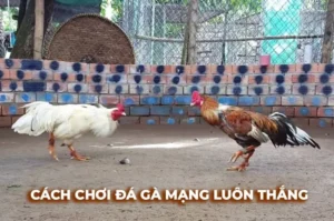 Bật Mí Cách Chơi Đá Gà Sabong Tại OK365 Từ Cao Thủ Philippines 3 Bật Mí Cách Chơi Đá Gà Sabong Tại OK365 Từ Cao Thủ Philippines