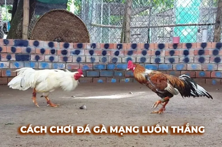 Bật Mí Cách Chơi Đá Gà Sabong Tại OK365 Từ Cao Thủ Philippines 1 Bật Mí Cách Chơi Đá Gà Sabong Tại OK365 Từ Cao Thủ Philippines